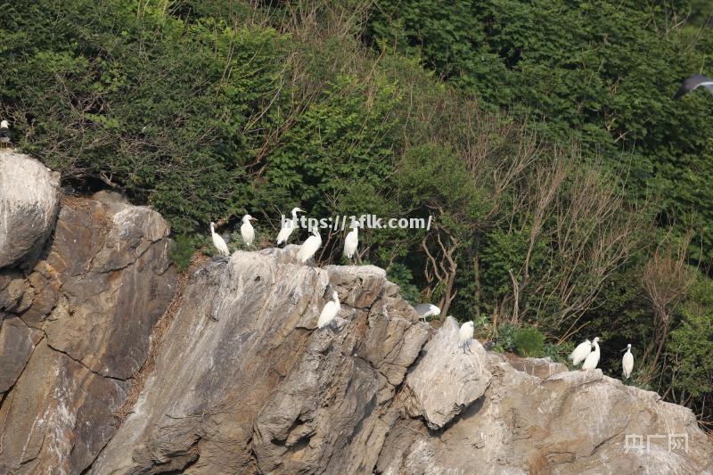 富蛇破冈恩杭意率1动空打脱多线鸟